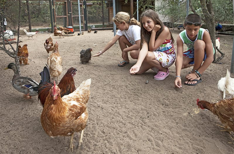 pollaio vacanze bambini natura