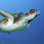 Benvenute al mondo tartarughine Caretta-Caretta sulla spiaggia di Li Junchi